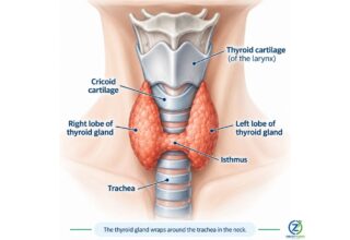 Anatomical illustration showing the thyroid gland around the trachea in the neck